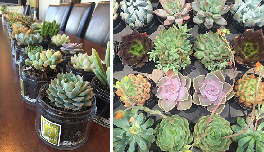 A photo of two rows of succulents potted in eminence glass jars line the middle of a long wooden table next to another photo of different succulent varieties. 